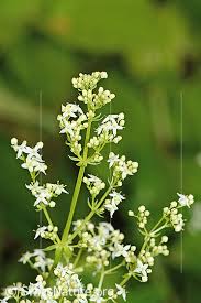 Attēlu rezultāti vaicājumam “Galium album”