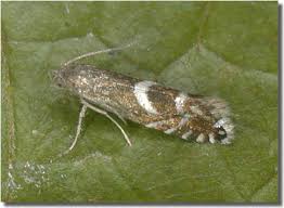 Attēlu rezultāti vaicājumam “Glyphipterigidae”