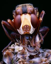 Attēlu rezultāti vaicājumam “Sicus ferrugineus”