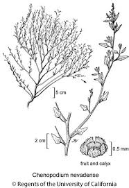 Attēlu rezultāti vaicājumam “Chenopodium polyspermum var. acutifolium flower”