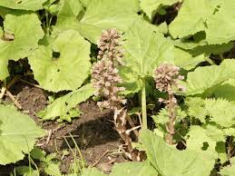 Attēlu rezultāti vaicājumam “Petasites hybridus flower”