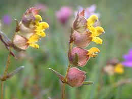 Attēlu rezultāti vaicājumam “Rhinanthus minor”