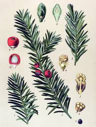 Attēlu rezultāti vaicājumam “Taxus baccata”