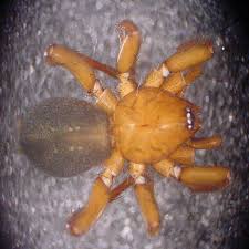 Attēlu rezultāti vaicājumam “Gnaphosidae”