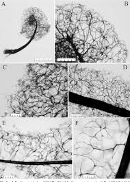 Attēlu rezultāti vaicājumam “Stemonaria irregularis”