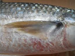 Image result for Chelon ramada