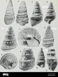 Attēlu rezultāti vaicājumam “Vouauxiomyces santessonii”