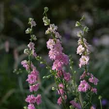 Attēlu rezultāti vaicājumam “Consolida regalis flower”