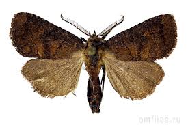 Attēlu rezultāti vaicājumam “Rusina ferruginea”