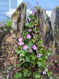 Attēlu rezultāti vaicājumam “Saxifraga cymbalaria fruit”