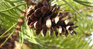 Attēlu rezultāti vaicājumam “Pinus ponderosa fruit”