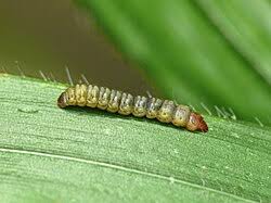 Attēlu rezultāti vaicājumam “Elachistidae”