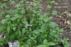 Attēlu rezultāti vaicājumam “Mentha spicata”