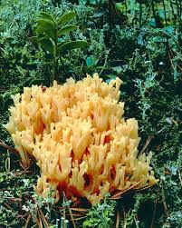 Attēlu rezultāti vaicājumam “Ramaria flava”