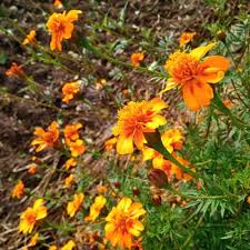 Attēlu rezultāti vaicājumam “Tagetes”