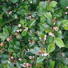 Attēlu rezultāti vaicājumam “Cotoneaster divaricatus fruit”