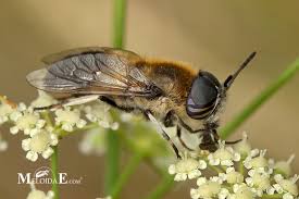 Attēlu rezultāti vaicājumam “Heptatoma pellucens”