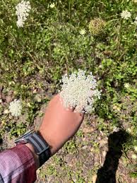 Image result for Daucus carota