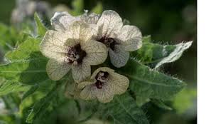 Attēlu rezultāti vaicājumam “Hyoscyamus niger flower”