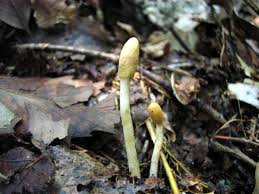 Attēlu rezultāti vaicājumam “Podostroma leucopus”