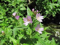 Attēlu rezultāti vaicājumam “Epilobium roseum”