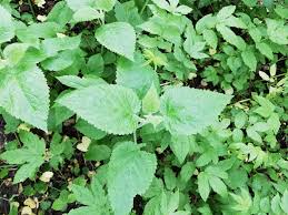 Attēlu rezultāti vaicājumam “Stachys sylvatica leaf”