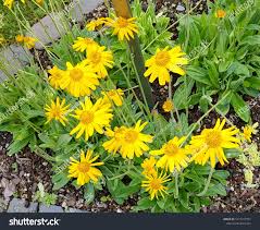 Attēlu rezultāti vaicājumam “Arnica montana”