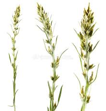 Attēlu rezultāti vaicājumam “Gnaphalium sylvaticum leaf”