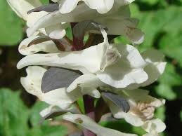 Attēlu rezultāti vaicājumam “Corydalis cava fruit”