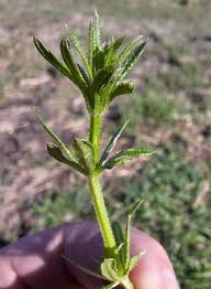 Attēlu rezultāti vaicājumam “Cribraria rubiginosa stalked”