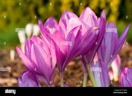 Attēlu rezultāti vaicājumam “Colchicaceae”