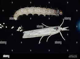 Attēlu rezultāti vaicājumam “Crambus”