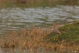 Image result for Vanellus leucurus