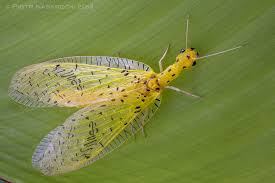 Attēlu rezultāti vaicājumam “Malachidae”