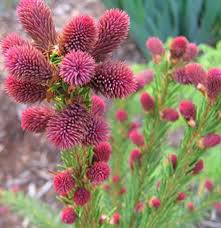 Attēlu rezultāti vaicājumam “Picea abies female flower”