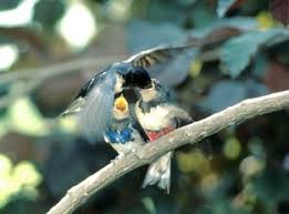 Attēlu rezultāti vaicājumam “Hirundo rustica adult”