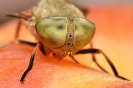 Attēlu rezultāti vaicājumam “Atylotus sp.”