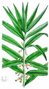 Attēlu rezultāti vaicājumam “Polygonatum verticillatum bud”