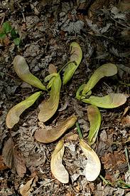 Attēlu rezultāti vaicājumam “Acer saccharinum fruit”