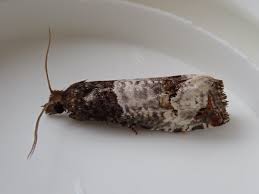 Attēlu rezultāti vaicājumam “Notocelia roborana”