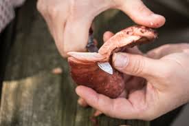 Attēlu rezultāti vaicājumam “Fistulina hepatica”