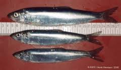 Image result for Clupea harengus