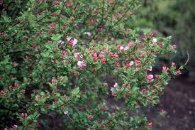 Attēlu rezultāti vaicājumam “Weigela praecox”