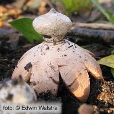 Attēlu rezultāti vaicājumam “Geastrum pectinatum”
