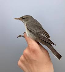 Image result for Hippolais olivetorum