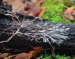 Attēlu rezultāti vaicājumam “Lycogala ustulatum sessile”