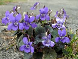 Image result for Veilchen