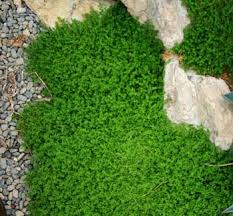 Attēlu rezultāti vaicājumam “Herniaria glabra”