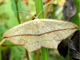 Attēlu rezultāti vaicājumam “Timandra comae”