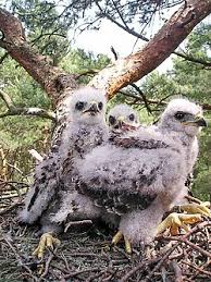 Attēlu rezultāti vaicājumam “Buteo buteo nest”